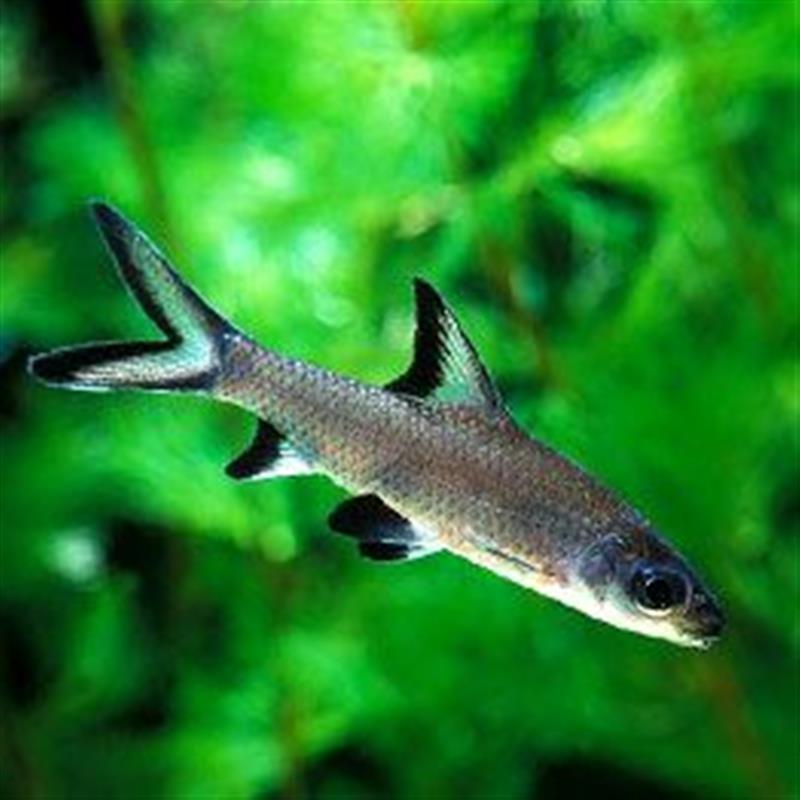 Balant.melanopterus  Haaivinbarbeel M